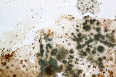 Stops mold spread.