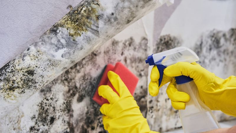 Black Mold Removal in Boynton Beach, FL
