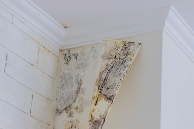 Ceiling Mold Removal in West Palm Beach, FL
