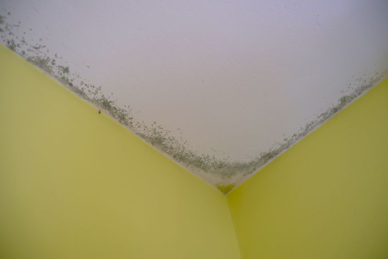 Ceiling Mold Removal in Jupiter, FL